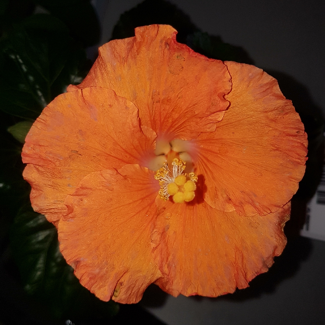 Hibiscus rosa-sinensis Sunburst in the GardenTags plant encyclopedia Hibiscus Sunburst in the GardenTags plant encyclopedia