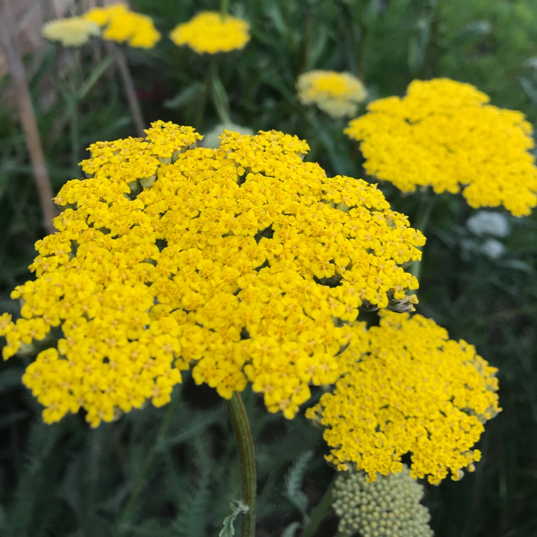 Yarrow Coronation Gold in the GardenTags plant encyclopedia