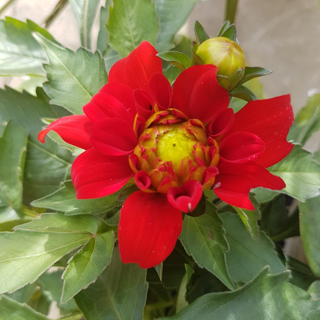Dahlia Gallery Rivera in the GardenTags plant encyclopedia Dahlia Gallery Rivera (Gallery Series) in the GardenTags plant encyclopedia