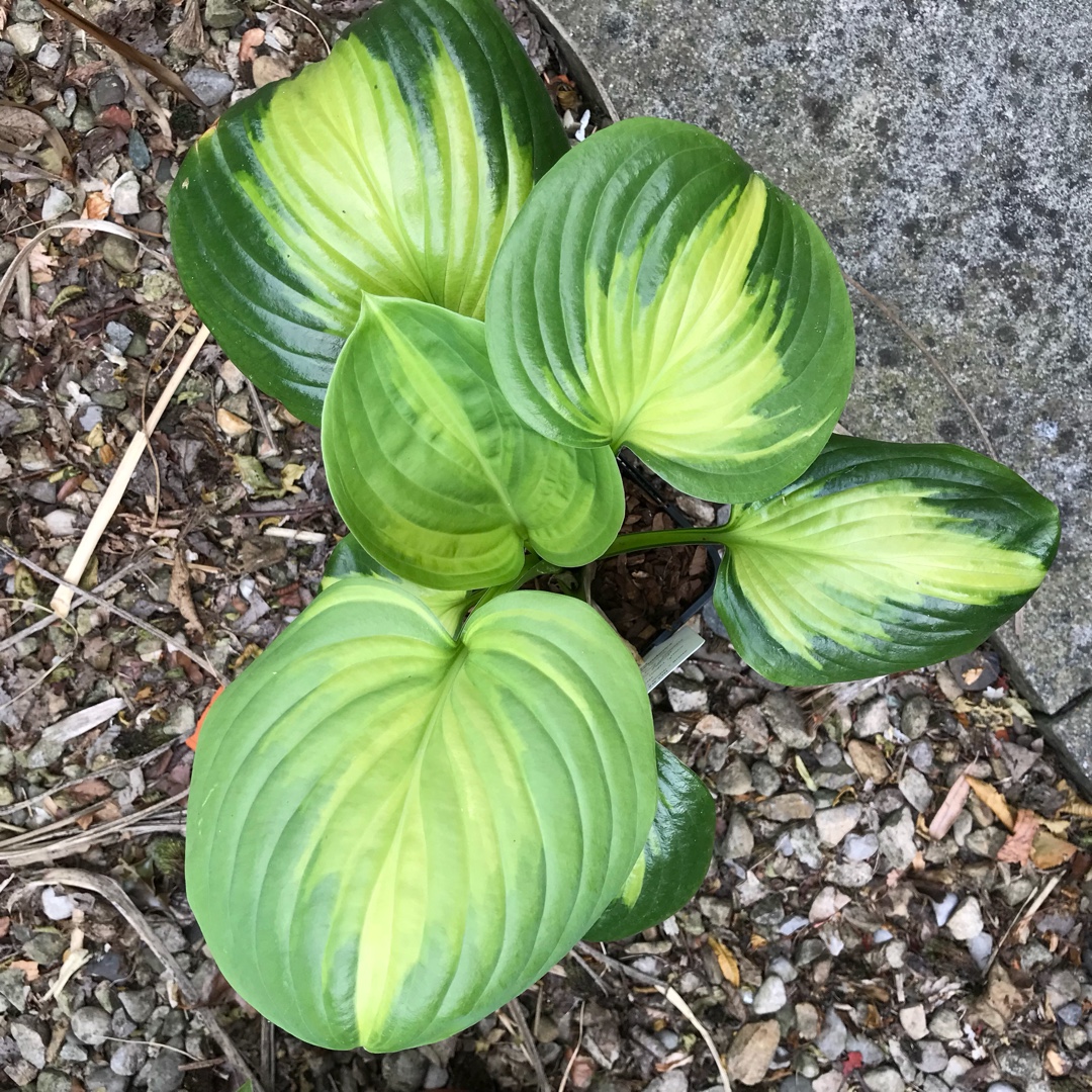 Hosta Cathedral Windows in the GardenTags plant encyclopedia Plantain Lily Cathedral Windows in the GardenTags plant encyclopedia