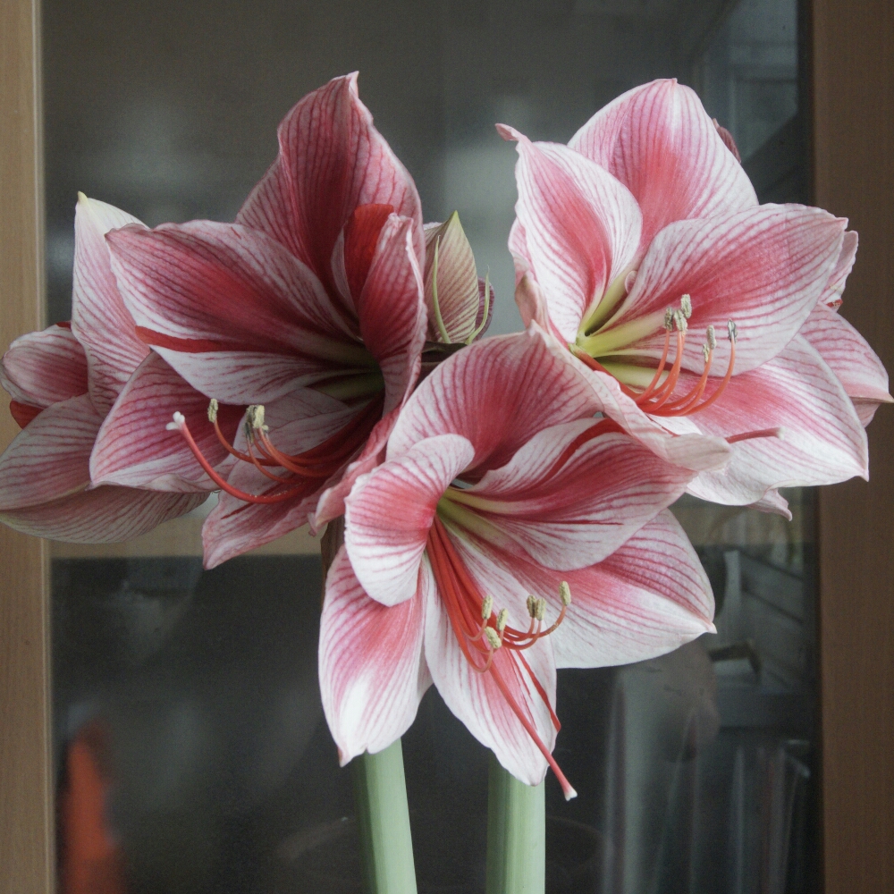Hippeastrum (Galaxy Group) Gervase in the GardenTags plant encyclopedia Hippeastrum Gervase in the GardenTags plant encyclopedia