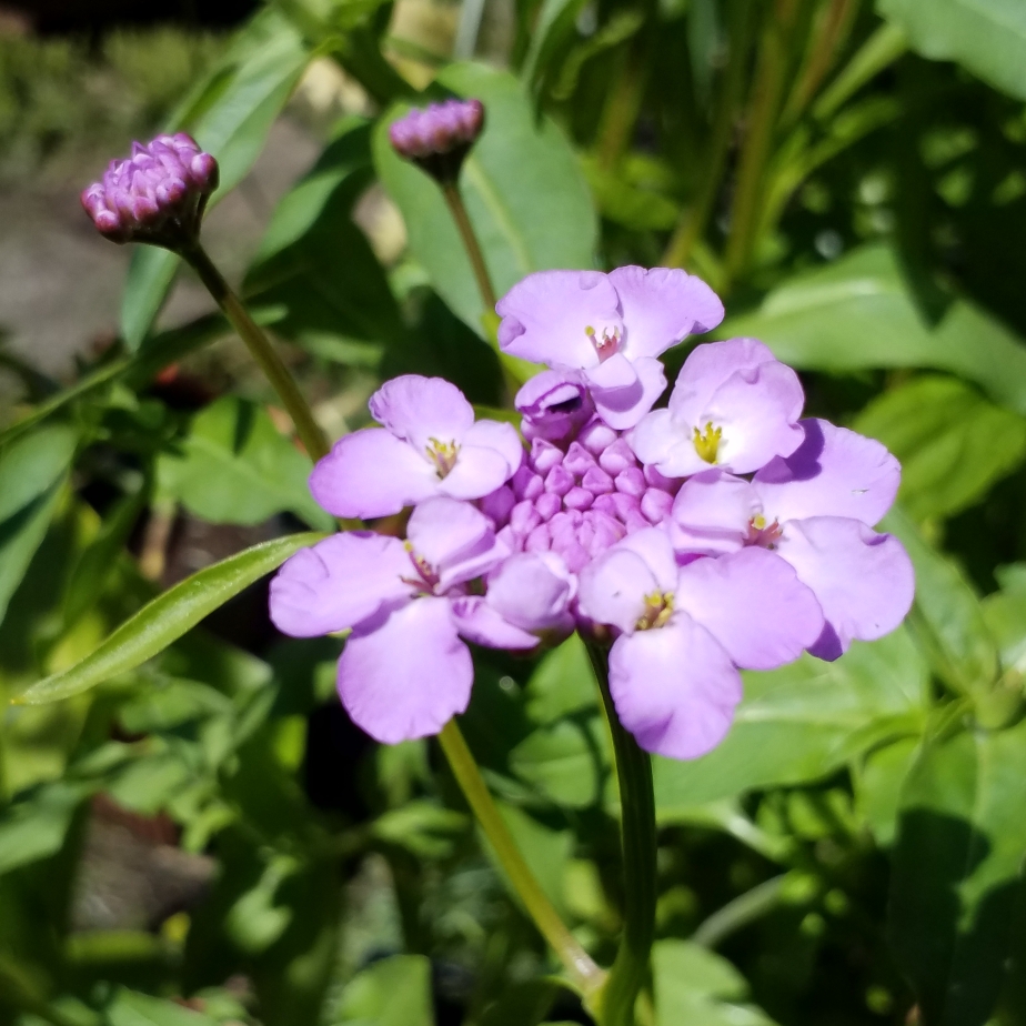 Iberis Umbellata Candy Cane Lilac in the GardenTags plant encyclopedia Candytuft Candy Cane Lilac in the GardenTags plant encyclopedia
