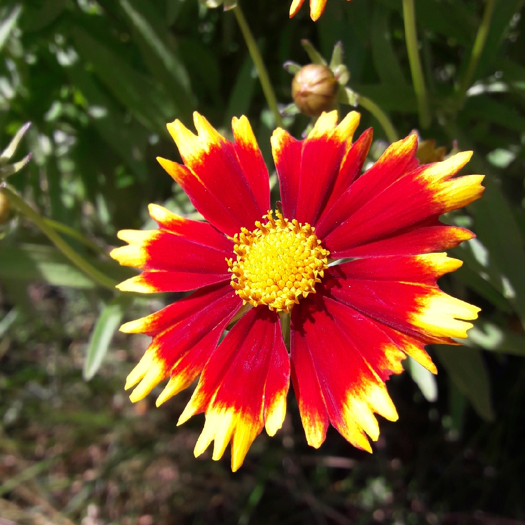 Coreopsis UpTick™ Gold & Bronze in the GardenTags plant encyclopedia Tickseed UpTick™ Gold & Bronze in the GardenTags plant encyclopedia