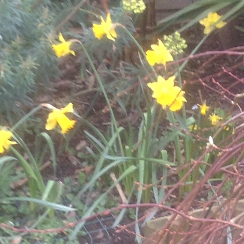 Narcissus Cornish Gold in the GardenTags plant encyclopedia Daffodil Cornish Gold (Trumpet) in the GardenTags plant encyclopedia