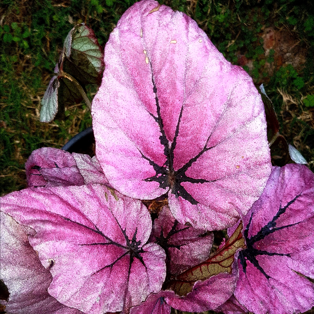Begonia (Rex Cultorum Group) Indian Summer syn. Begonia rex Indian Summer in the GardenTags plant encyclopedia Rex Begonia Indian Summer in the GardenTags plant encyclopedia