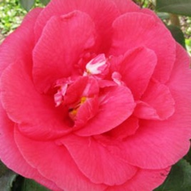 Camellia japonica R. L. Wheeler in the GardenTags plant encyclopedia Camellia R.L.Wheeler in the GardenTags plant encyclopedia