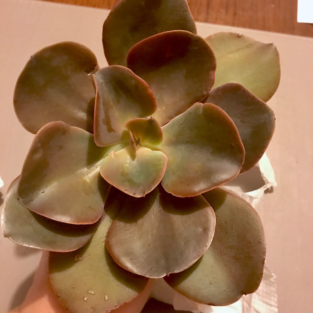 Echeveria Gingerbread in the GardenTags plant encyclopedia Echeveria Gingerbread in the GardenTags plant encyclopedia