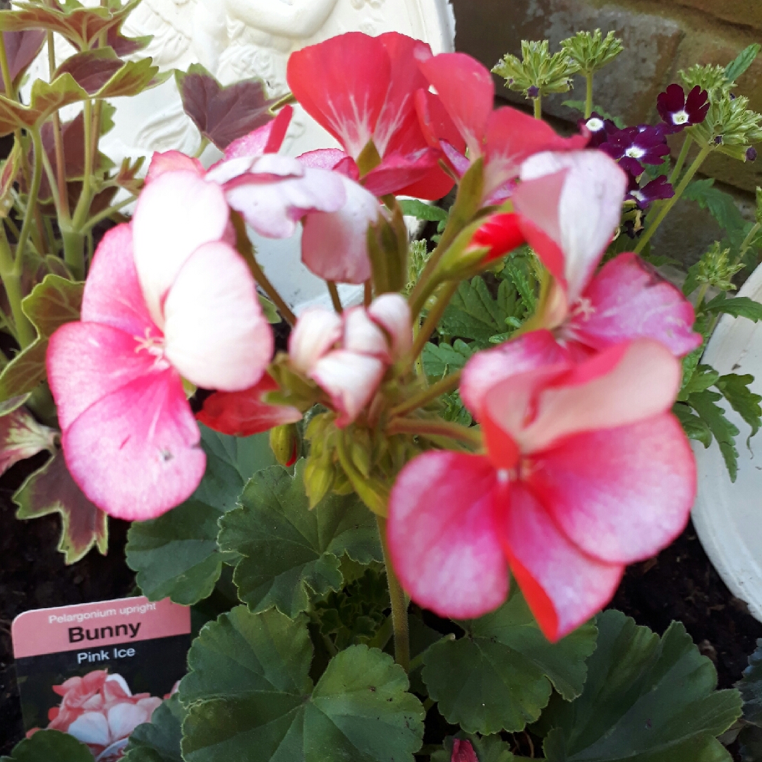 Pelargonium Bunny Pink Ice in the GardenTags plant encyclopedia Pelargonium Bunny Pink Ice (Zonal) in the GardenTags plant encyclopedia