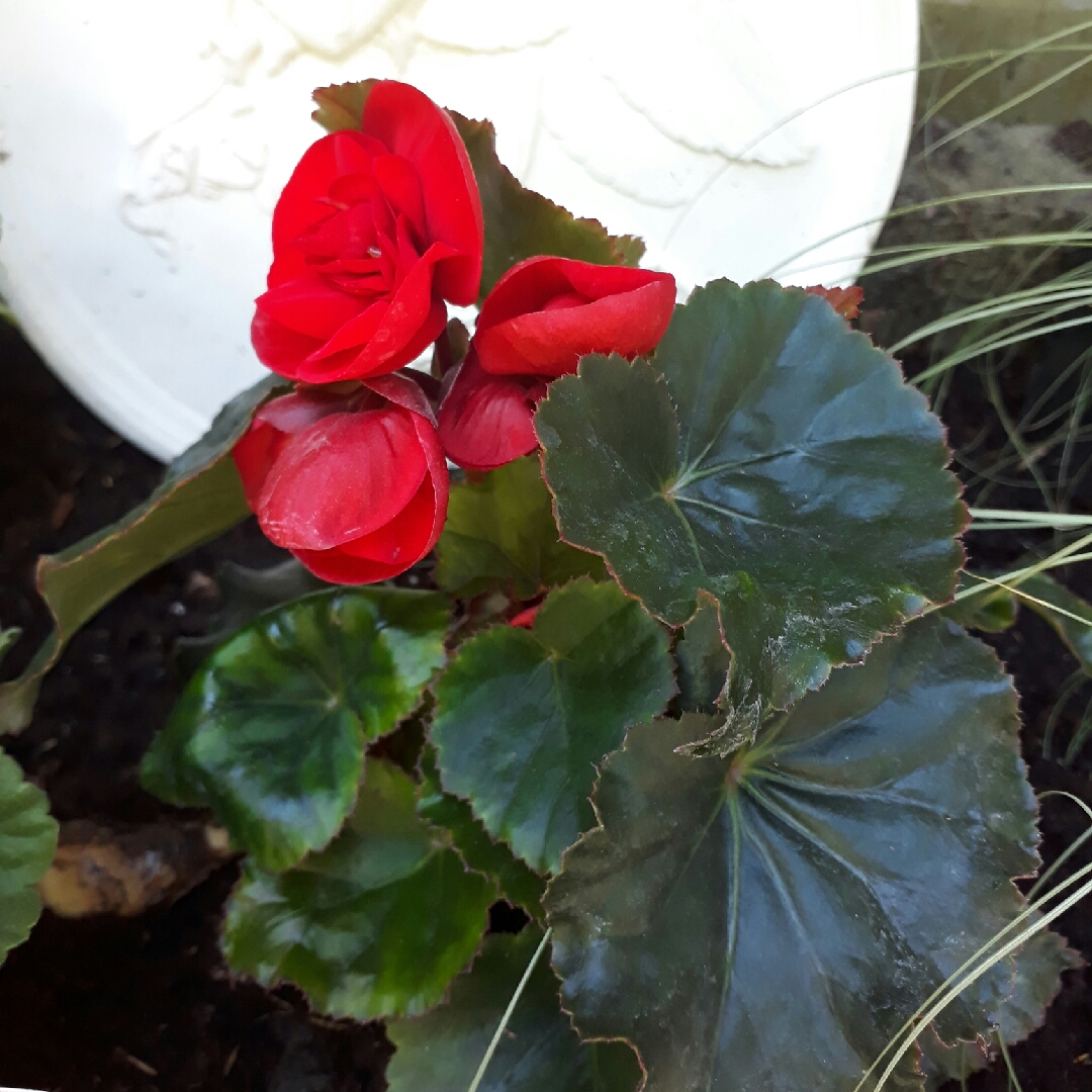 Begonia x hiemalis Solenia Red Orange in the GardenTags plant encyclopedia Rieger Begonia Solania Red Orange in the GardenTags plant encyclopedia