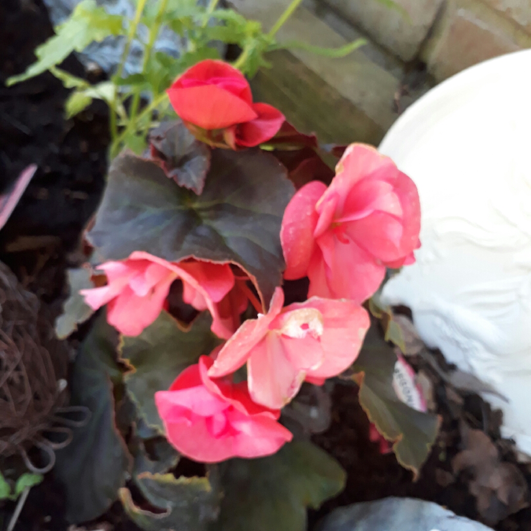 Begonia x hiemalis Solenia Light Pink in the GardenTags plant encyclopedia Rieger Begonia Solenia Light Pink in the GardenTags plant encyclopedia