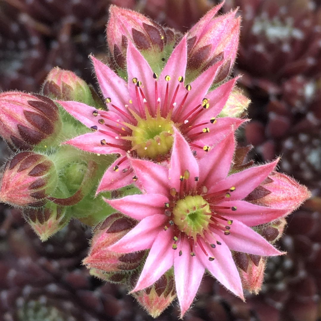 Sempervivum Pyrenaicum in the GardenTags plant encyclopedia Sempervivum Pyrenaicum in the GardenTags plant encyclopedia