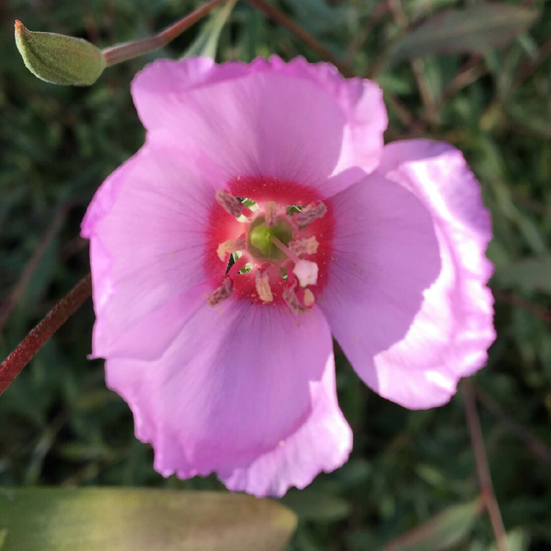 Clarkia speciosa Pink Buttercups in the GardenTags plant encyclopedia Clarkia Pink Buttercups in the GardenTags plant encyclopedia