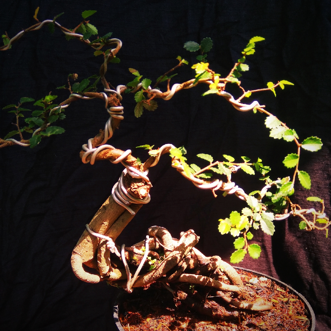 Ulmus parvifolia (Bonsai) in the GardenTags plant encyclopedia Chinese Elm (Bonsai) in the GardenTags plant encyclopedia