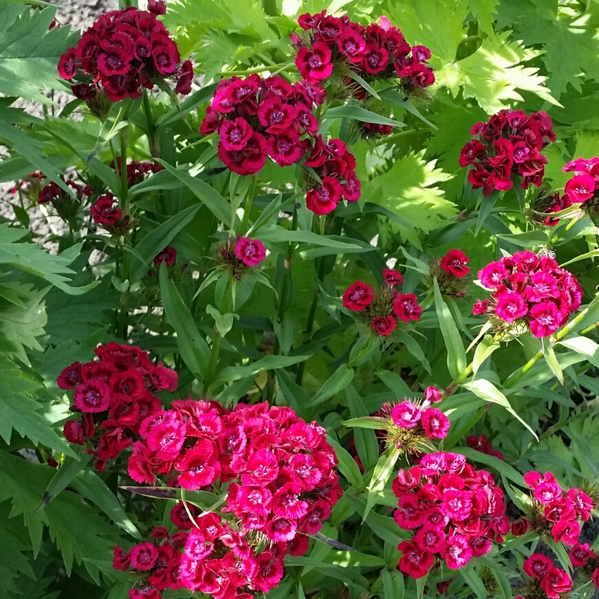 Dianthus Barbatus Sweet™ Red in the GardenTags plant encyclopedia Sweet William Sweet™ Red (Sweet™ Series) in the GardenTags plant encyclopedia