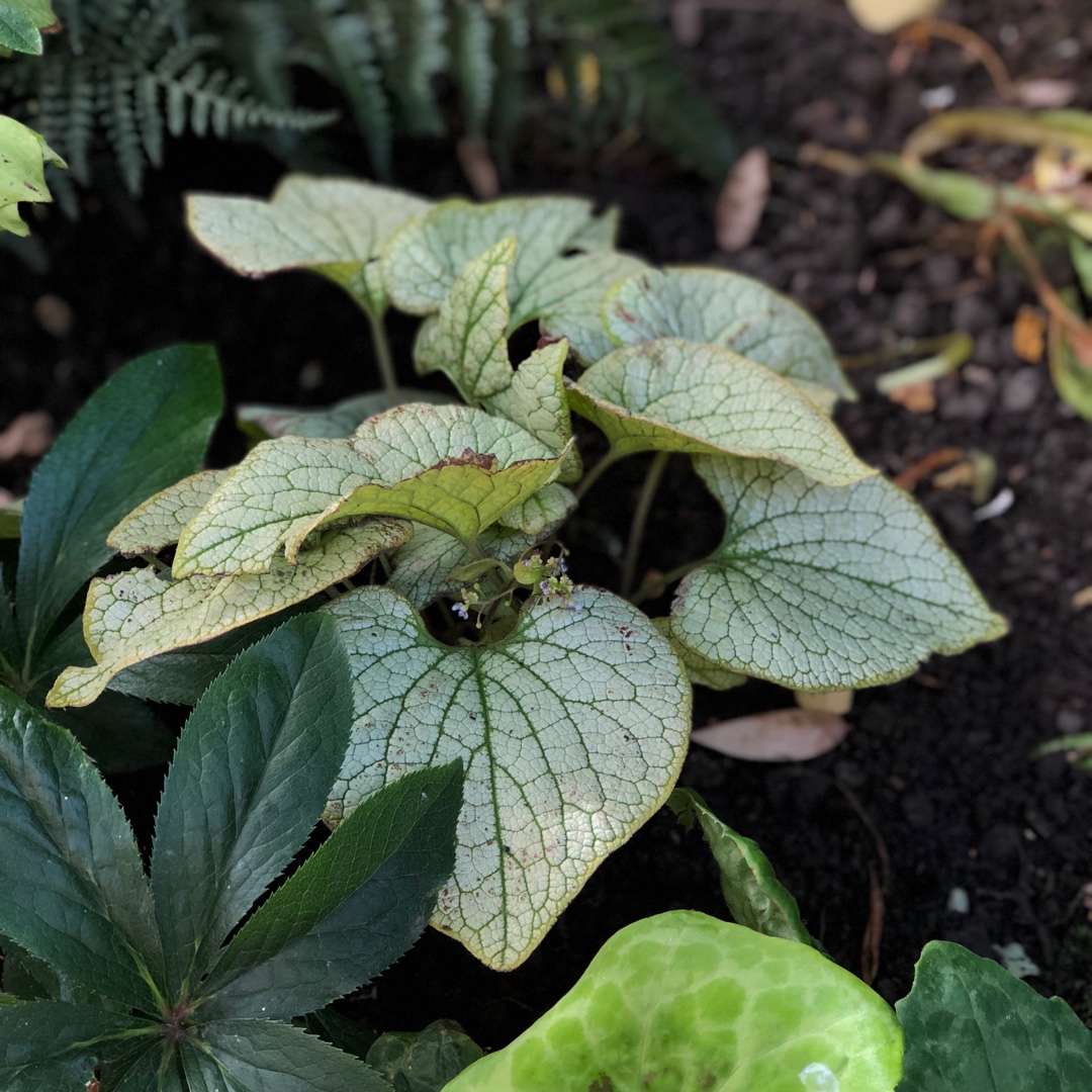 Brunnera macrophylla Silver Spear in the GardenTags plant encyclopedia Siberian Bugloss Silver Spear in the GardenTags plant encyclopedia