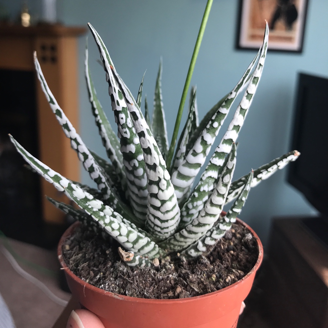 Haworthia Fasciata Alba in the GardenTags plant encyclopedia