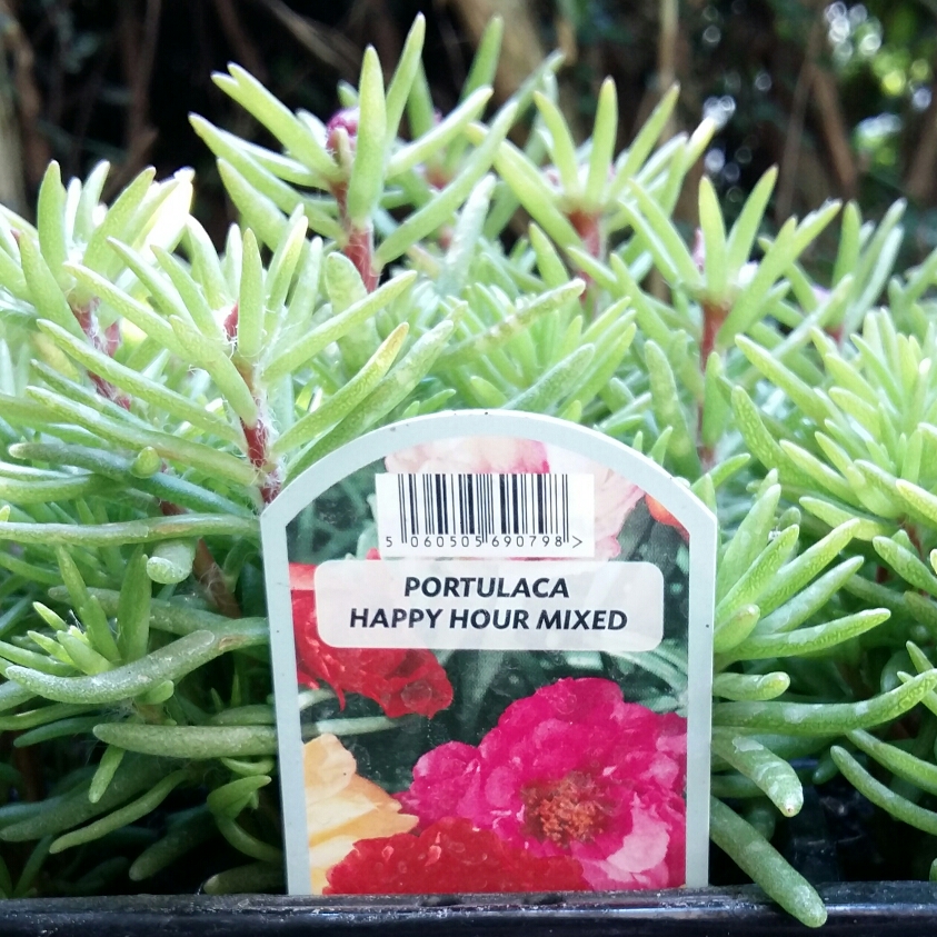 Moss Rose Happy Hour Mixed (Mix) in the GardenTags plant encyclopedia