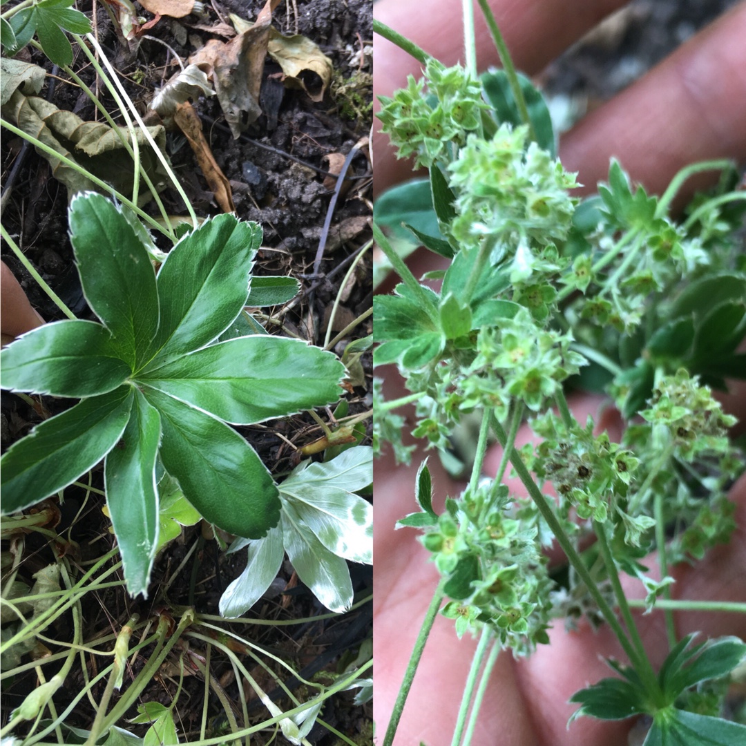 Alchemilla alpina in the GardenTags plant encyclopedia Alpine Ladys Mantle in the GardenTags plant encyclopedia
