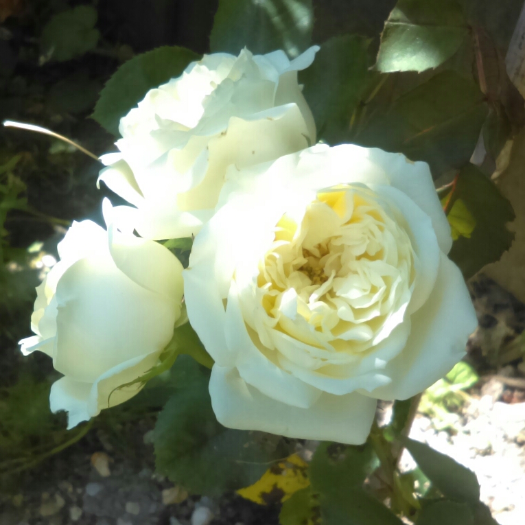 Rosa Virgo in the GardenTags plant encyclopedia Rose Virgo in the GardenTags plant encyclopedia