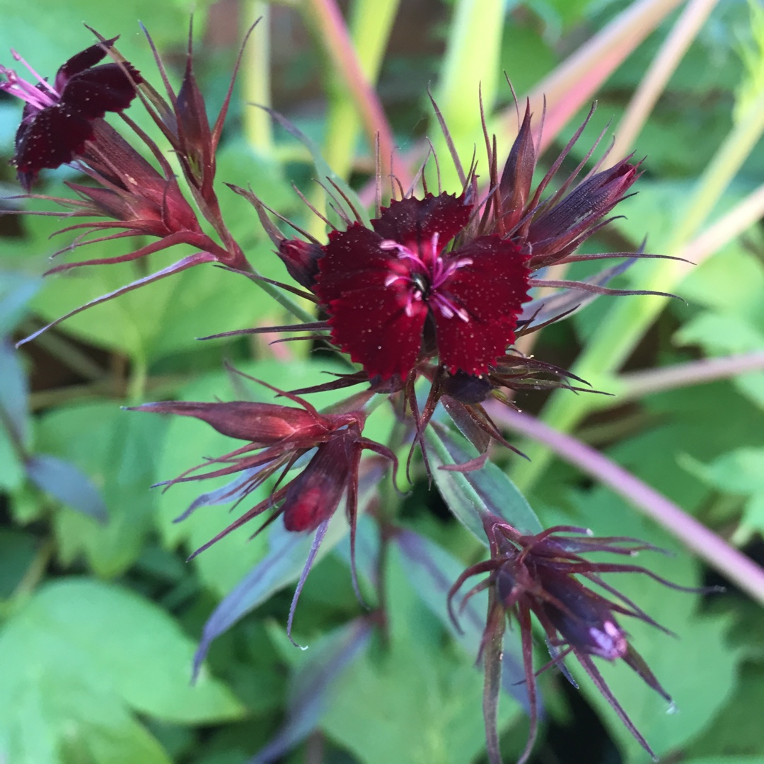Dianthus Barbatus Monksilver Black in the GardenTags plant encyclopedia Sweet William Monksilver Black in the GardenTags plant encyclopedia
