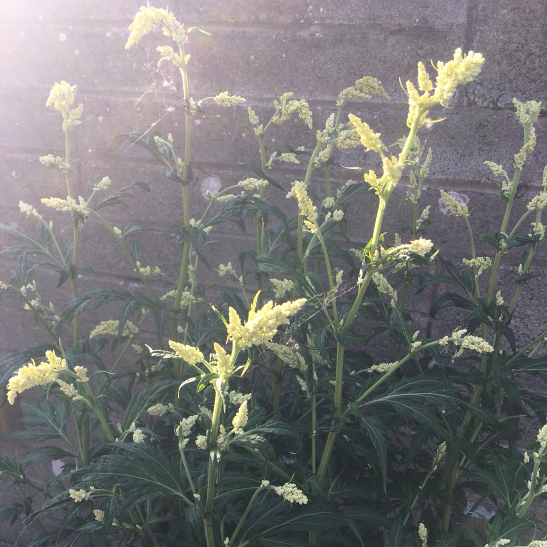 Mugwort Elfenbein in the GardenTags plant encyclopedia