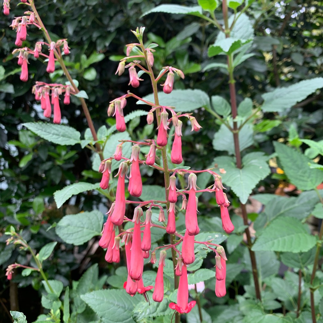 Phygelius x rectus Salmon Leap in the GardenTags plant encyclopedia Cape Fuchsia Salmon Leap in the GardenTags plant encyclopedia