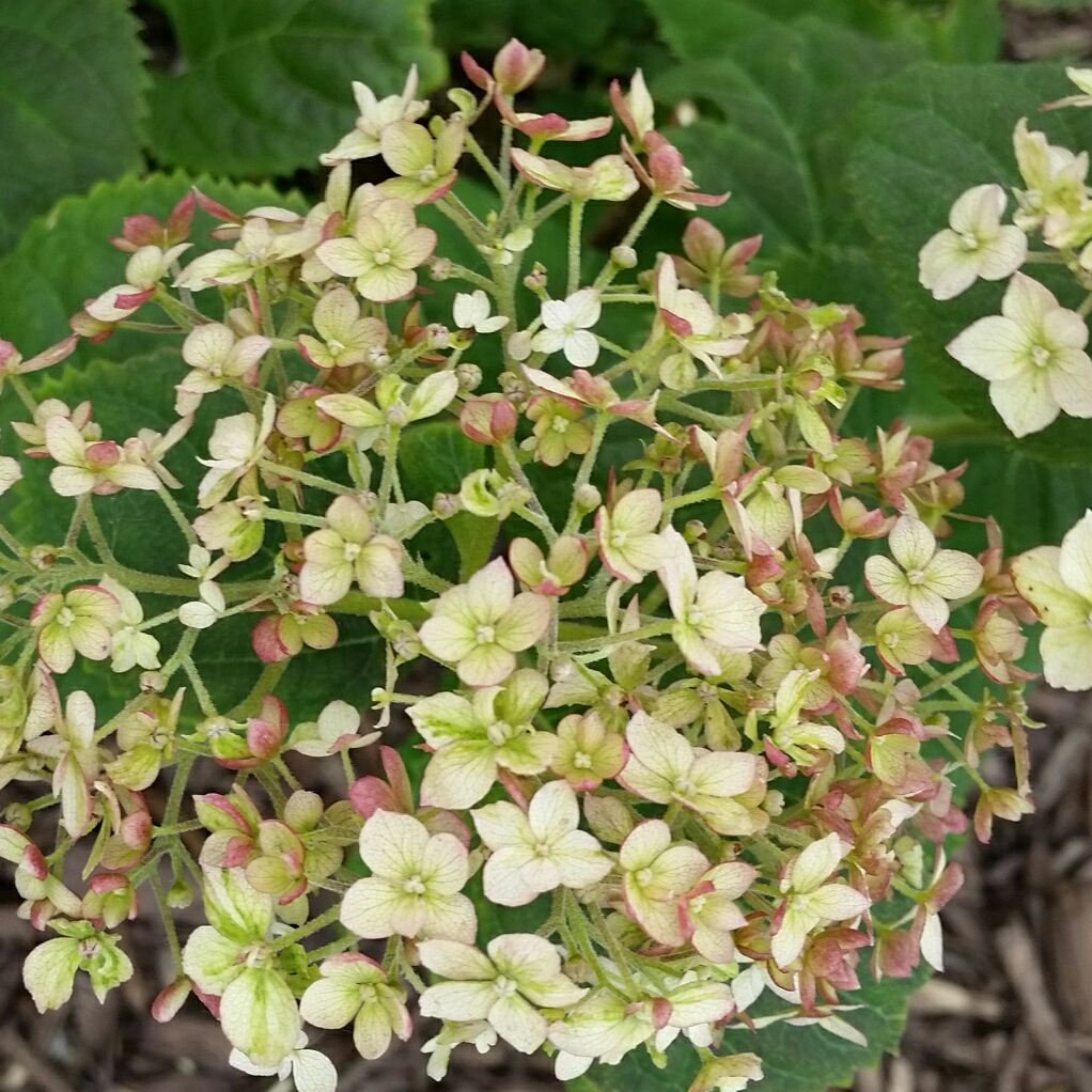 Hydrangea Arborescens Invincibelle Wee White in the GardenTags plant encyclopedia Hydrangea Invincibelle Wee White in the GardenTags plant encyclopedia
