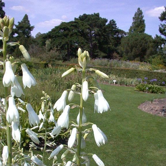 Galtonia candicans in the GardenTags plant encyclopedia Summer hyacinth in the GardenTags plant encyclopedia
