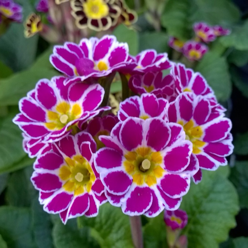 Primula veris Little Queen Violet in the GardenTags plant encyclopedia Cowslip Little Queen Violet in the GardenTags plant encyclopedia