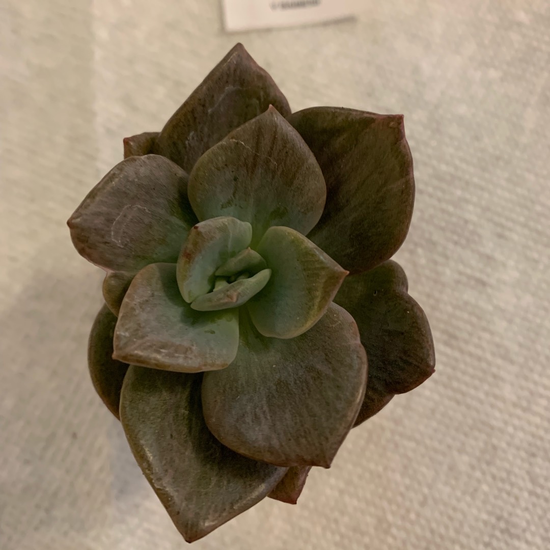 xGraptoveria Bainsii in the GardenTags plant encyclopedia Graptoveria Bainsii in the GardenTags plant encyclopedia
