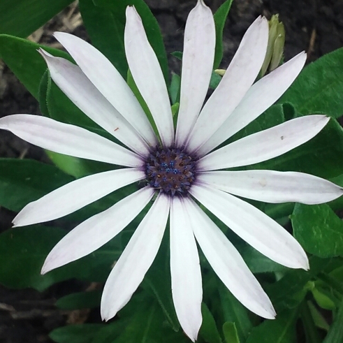 Osteospermum ecklonis Osticade™ White Blush in the GardenTags plant encyclopedia African Daisy Osticade™ White Blush in the GardenTags plant encyclopedia