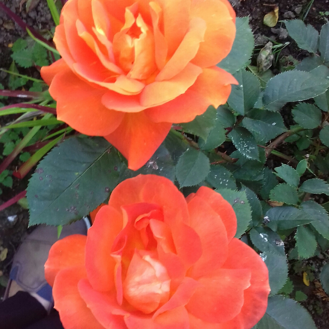 Rosa 'Orange Abundance', Rose 'Orange Abundance' (Climbing) in ...