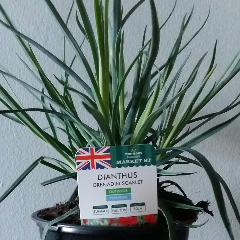 Dianthus caryophyllus Grenadin Red in the GardenTags plant encyclopedia Carnation Grenadin Red in the GardenTags plant encyclopedia