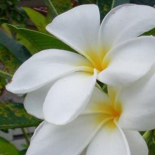 Plumeria pudica Golden Arrow in the GardenTags plant encyclopedia Frangipani Golden Arrow in the GardenTags plant encyclopedia