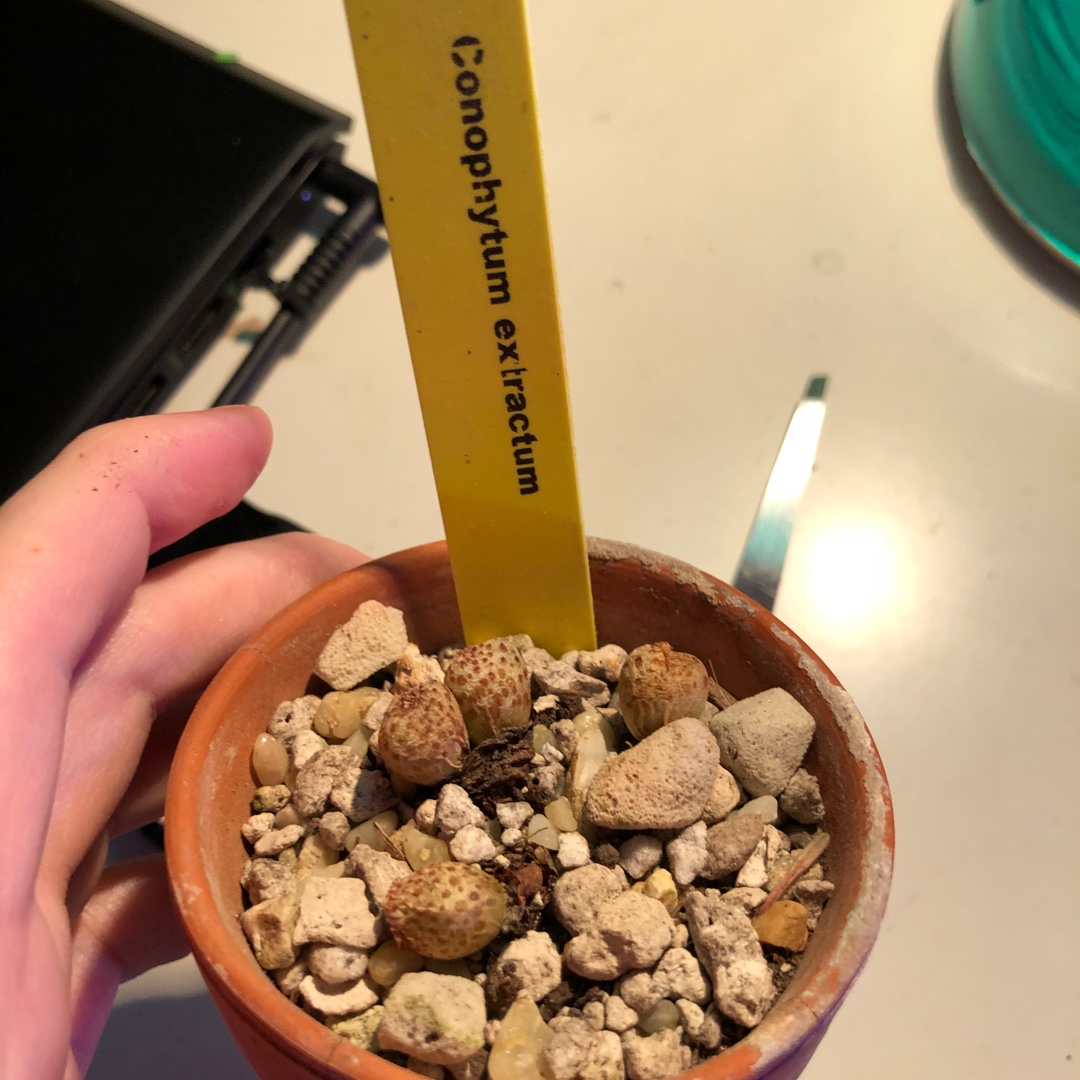 Conophytum Extractum in the GardenTags plant encyclopedia Living Pebble Extractum in the GardenTags plant encyclopedia