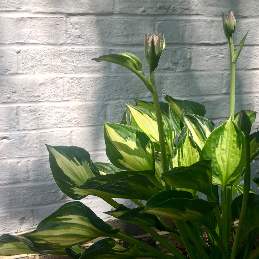 Hosta Ghost Spirit in the GardenTags plant encyclopedia Plantain Lily Ghost Spirit in the GardenTags plant encyclopedia