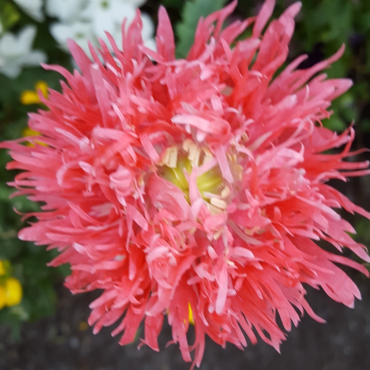 Papaver somniferum (Laciniatum Group) Pink Fizz in the GardenTags plant encyclopedia Opium Poppy Pink Fizz in the GardenTags plant encyclopedia