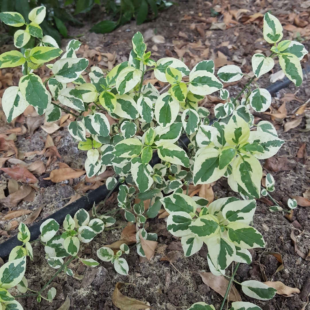 Asystasia gangetica Variegata in the GardenTags plant encyclopedia Variegated Chinese Violet in the GardenTags plant encyclopedia