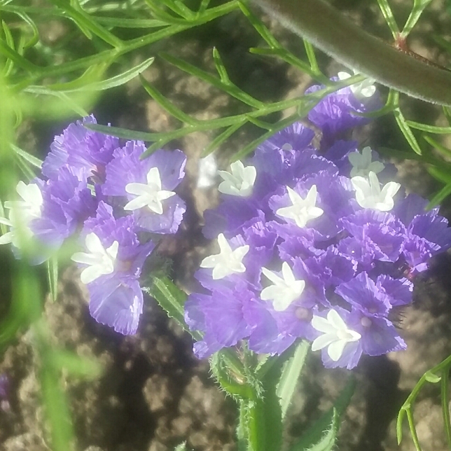 Limonium sinuatum Pacific Mix in the GardenTags plant encyclopedia Sea Lavender Pacific Mix in the GardenTags plant encyclopedia