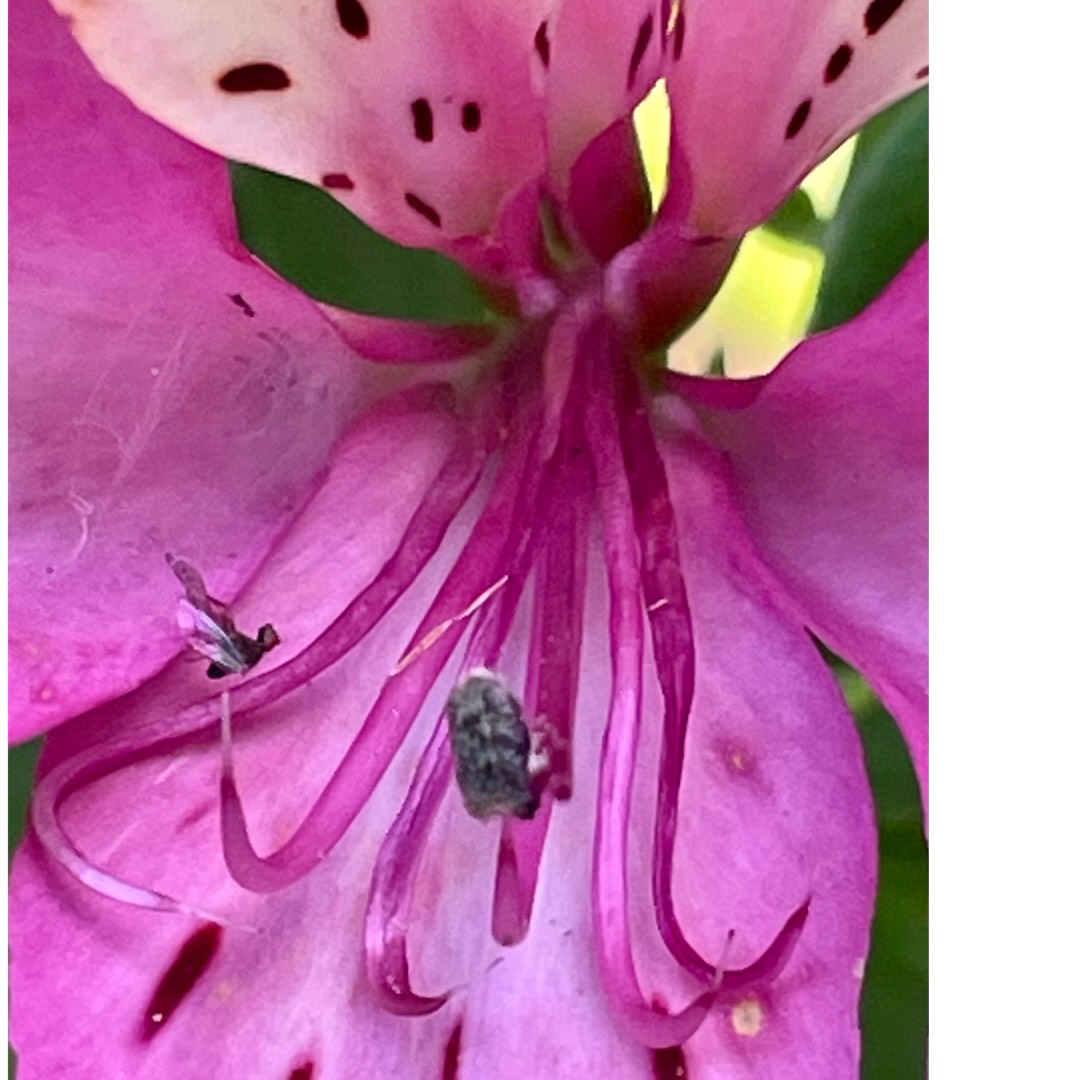 Alstroemeria Tessumsaint (Summer Paradise Series) syn. Alstroemeria Summer Saint in the GardenTags plant encyclopedia Peruvian Lily Summer Saint in the GardenTags plant encyclopedia