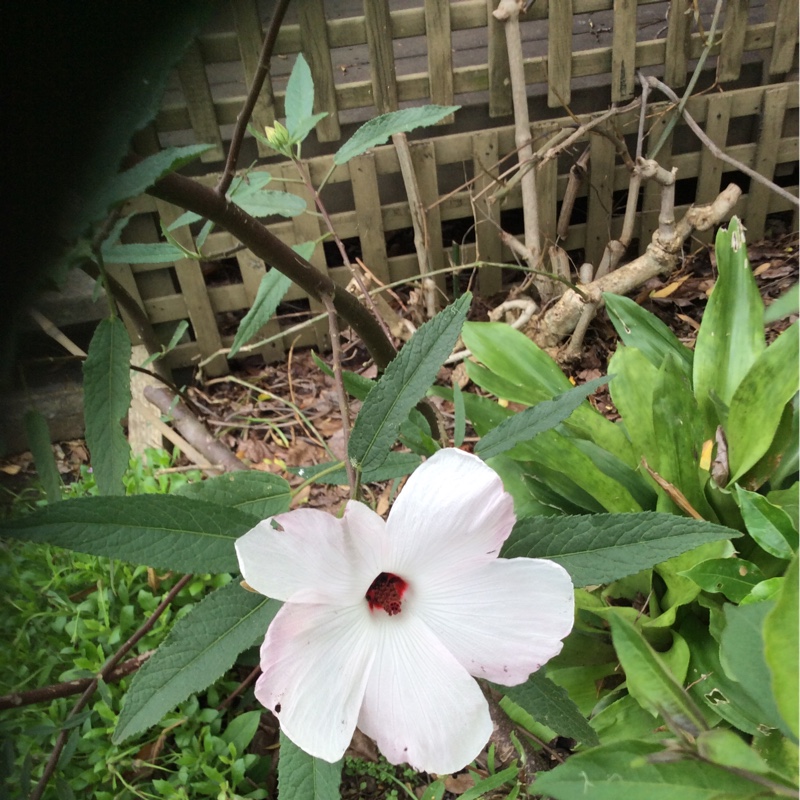 Hibiscus heterophyllus in the GardenTags plant encyclopedia Native Hibiscus in the GardenTags plant encyclopedia