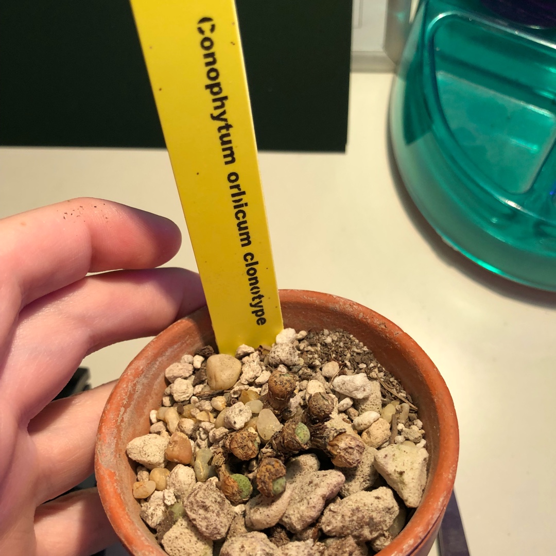 Conophytum Orbicum in the GardenTags plant encyclopedia Conophytum Orbicum in the GardenTags plant encyclopedia