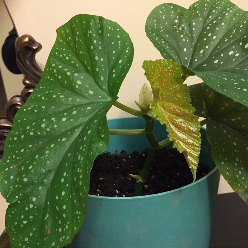 Begonia Raddi in the GardenTags plant encyclopedia