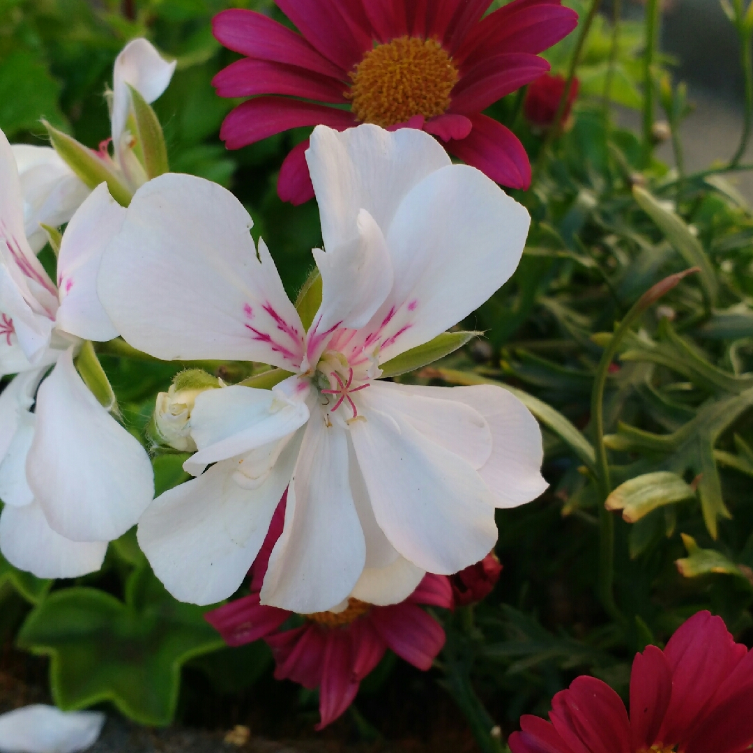 Pelargonium Sil Insa (Precision Series) syn. Pelargonium Precision White Red Eye in the GardenTags plant encyclopedia Pelargonium Precision White Red Eye (Ivy Leaved) in the GardenTags plant encyclopedia