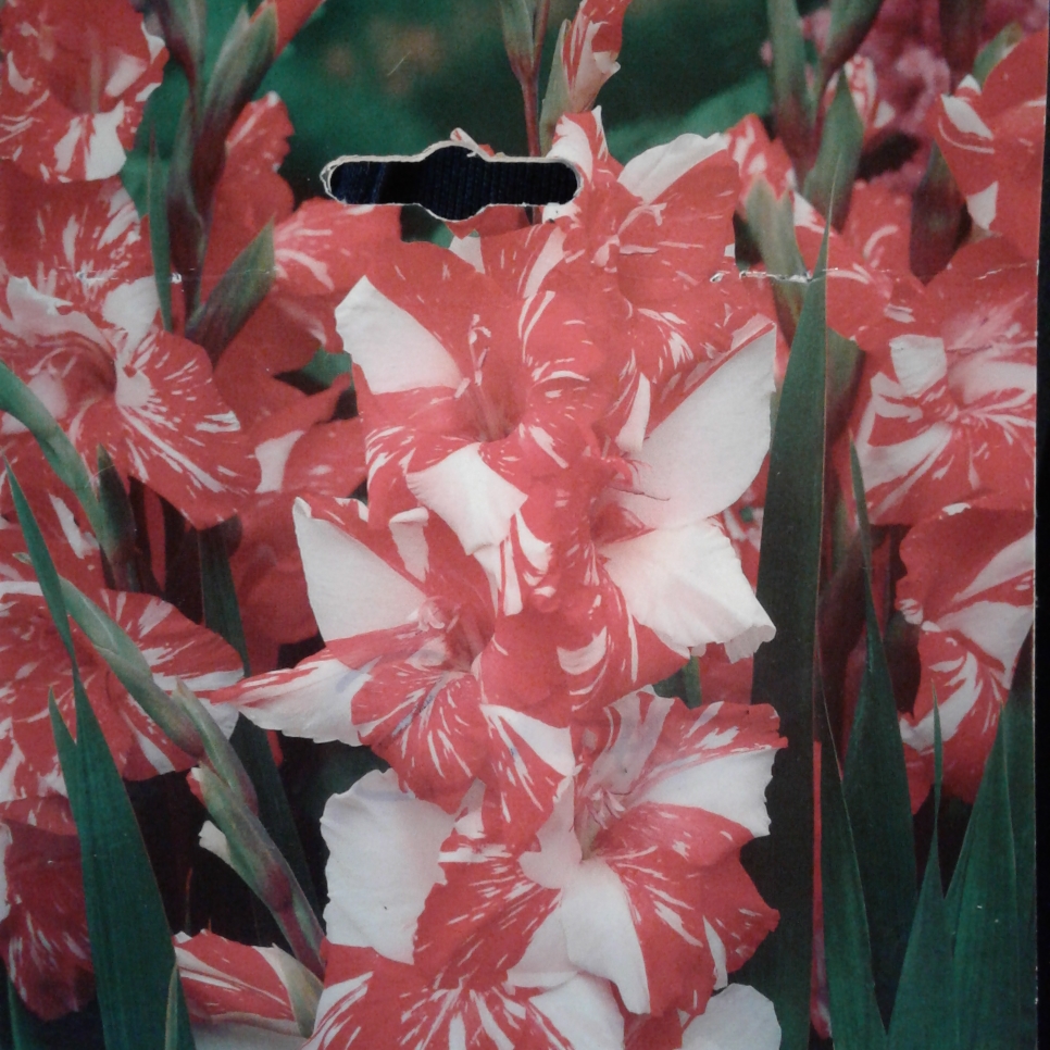 Gladiolus Zizane in the GardenTags plant encyclopedia Gladioli Zizane in the GardenTags plant encyclopedia