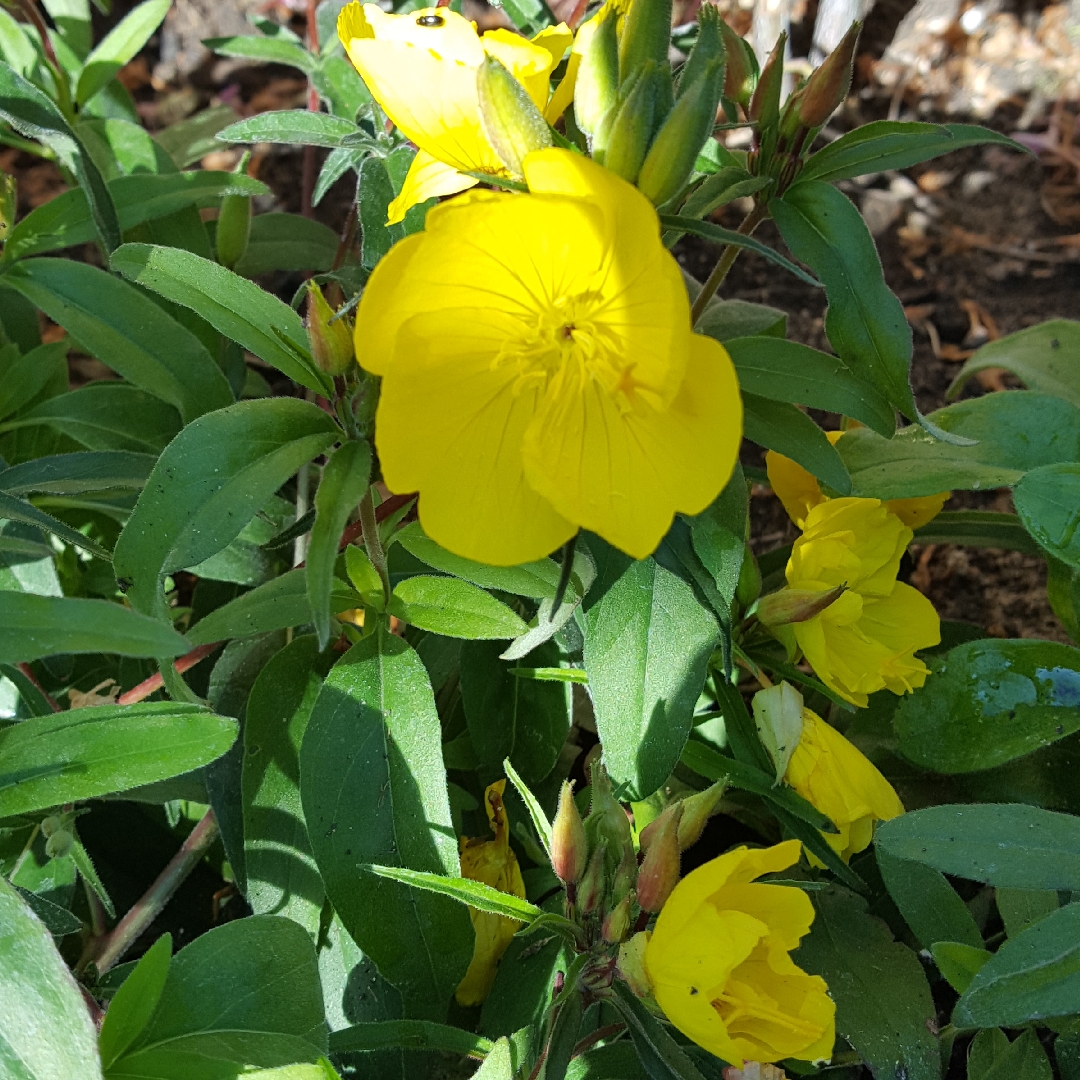 Oenothera fruticosa Youngii in the GardenTags plant encyclopedia Evening Primrose Youngii in the GardenTags plant encyclopedia