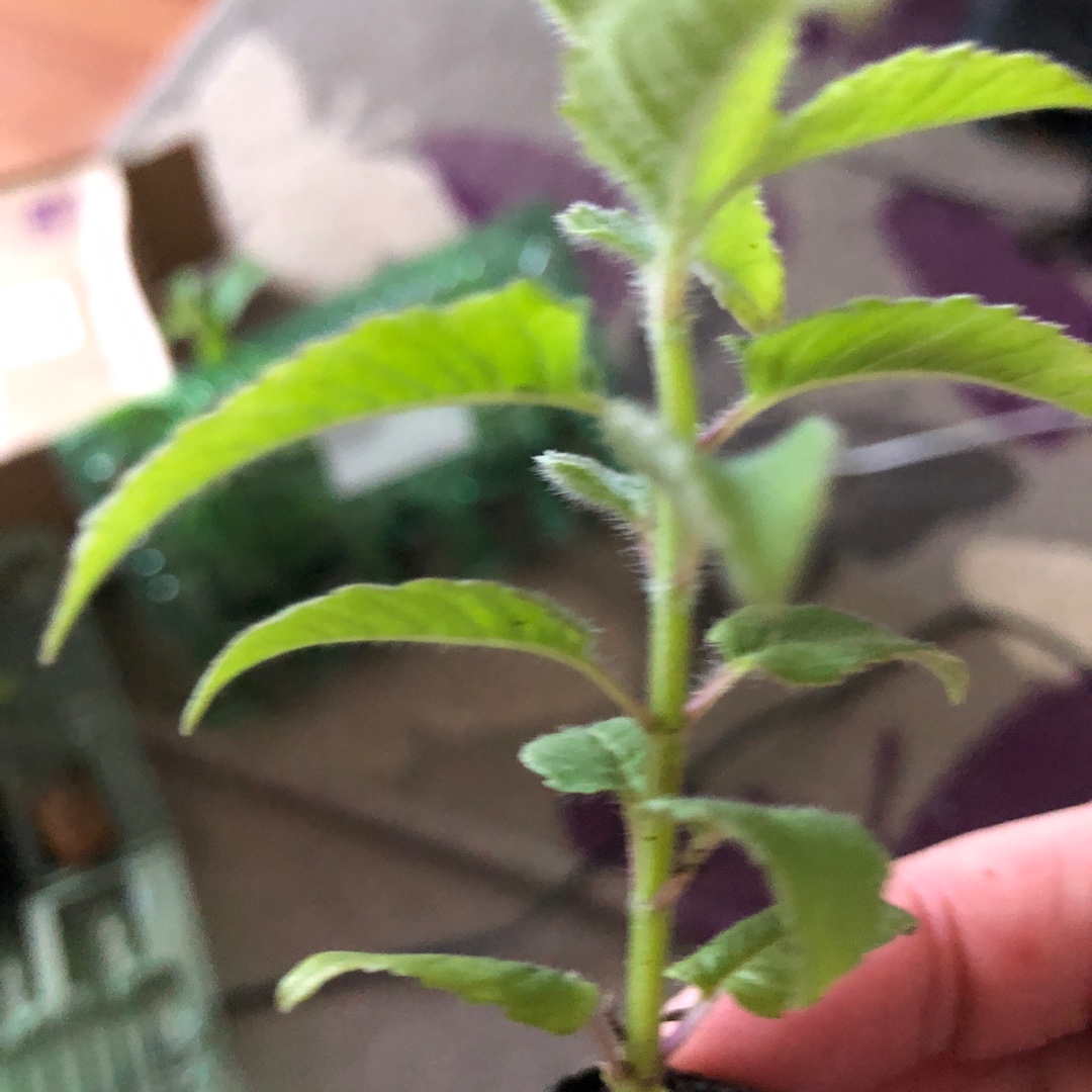 Monarda Didyma Sugar Buzz® Grape Gumball in the GardenTags plant encyclopedia Bergamot Sugar Buzz® Grape Gumball in the GardenTags plant encyclopedia