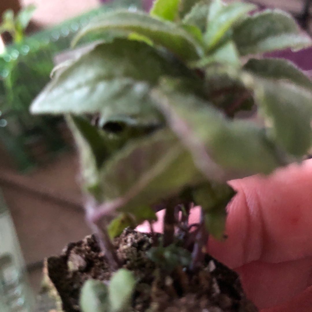 Monarda Didyma Sugar Buzz® Pink Frosting in the GardenTags plant encyclopedia Bergamot Sugar Buzz® Pink Frosting in the GardenTags plant encyclopedia
