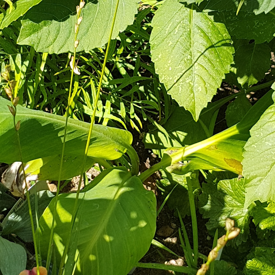 Musa Helens Hybrid in the GardenTags plant encyclopedia Banana Helens Hybrid in the GardenTags plant encyclopedia