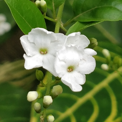 Duranta Erecta Alba in the GardenTags plant encyclopedia White Sky Flower in the GardenTags plant encyclopedia